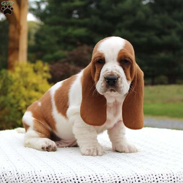 Brinley, Basset Hound Puppy